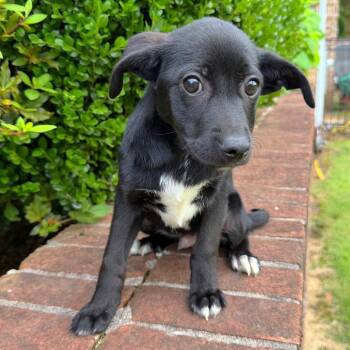 Mixed Breed Dogs Available for Adoption in Brownsboro, Alabama - Galaxy | PetCurious