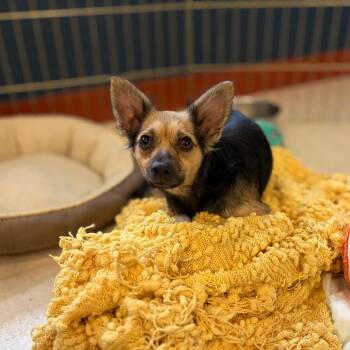 Coraline -  Chihuahua and Mixed Breed Dog for Adoption in Newark, New Jersey - Coraline | PetCurious