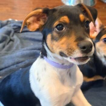 Beagle Dogs Available for Adoption in Chicago, Illinois - Hilary Duff | PetCurious