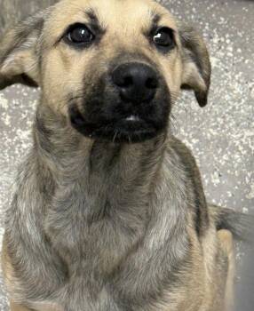 Zephyr -  Shepherd Dog for Adoption in Little Rock, Arkansas - Zephyr | PetCurious