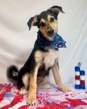 Mulberry -  Shepherd Dog for Adoption in New Stanton, Pennsylvania - Mulberry | PetCurious