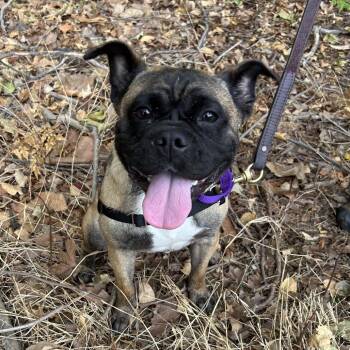 Diem -  Pug and English Bulldog Dog for Adoption in Long Beach, California - Diem | PetCurious