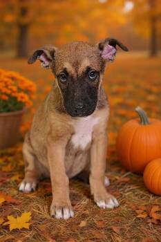 Sylvie 26/794 -  Shepherd and Pit Bull Terrier Dog for Adoption in Talladega, Alabama - Sylvie 26/794 | PetCurious