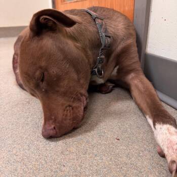 Bambi Ryhs -  Pit Bull Terrier and Black Labrador Retriever Dog for Adoption in Lynchburg, Virginia - Bambi Ryhs | PetCurious