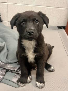 Rescue Mixed Breed Dogs for Adoption in Rock Springs, Wyoming - Stuffing | PetCurious