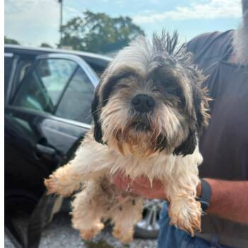 Debbie -  Shih Tzu Dog for Adoption in Normal, Illinois - Debbie | PetCurious