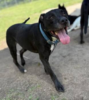 Rescue Black Labrador Retriever Dogs for Adoption in Virginia Beach, Virginia - 180172 Gibbs | PetCurious