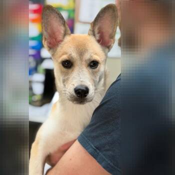Shepherd Dogs Available for Adoption in Denison, Texas - Abby | PetCurious