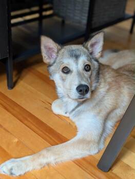 Husky and Shepherd Dogs Available for Adoption in Delson, Quebec - Apple | PetCurious