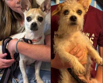 Antionette and Guinevere -  Chihuahua Dog for Adoption in Matthews, North Carolina - Antionette And Guinevere | PetCurious