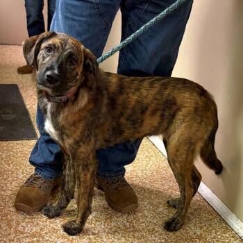 Runa -  Labrador Retriever and German Shepherd Dog Dog for Adoption in Chehalis, Washington - Runa | PetCurious