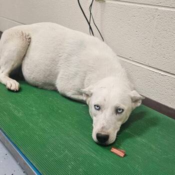 Rookie -  Husky and Mixed Breed Dog for Adoption in Charlottesville, Virginia - Rookie | PetCurious