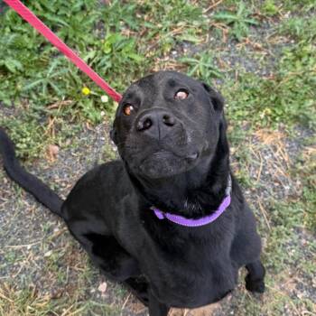 Shadow -  Labrador Retriever and Mixed Breed Dog for Adoption in Cheyenne, Wyoming - Shadow | PetCurious