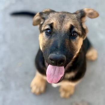 Doberman Pinscher and Husky Dogs Available for Adoption - Pot O