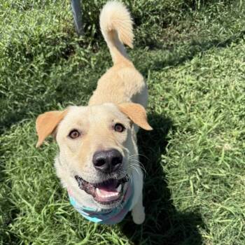 Joxster -  Labrador Retriever Dog Available for Adoption in Pittsburgh, Pennsylvania - Joxster | PetCurious