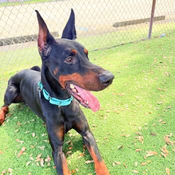 Skade 3612 -  Doberman Pinscher Dog for Adoption in Oakland Park, Florida - Skade 3612 | PetCurious