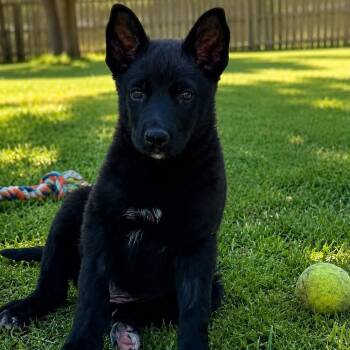 Luna -  German Shepherd Dog and Border Collie Dog for Adoption in Antioch, California - Luna | PetCurious