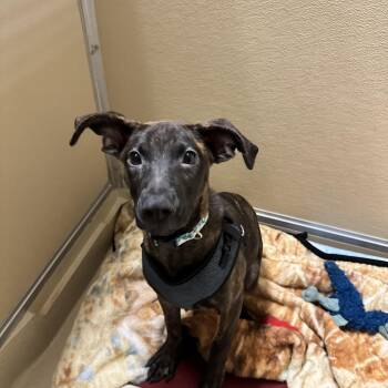 Charlie -  Terrier Dog for Adoption in Mineral Point, Wisconsin - Charlie | PetCurious