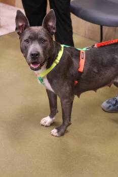 Molly -  American Staffordshire Terrier Dog for Adoption in Tucson, Arizona - Molly | PetCurious
