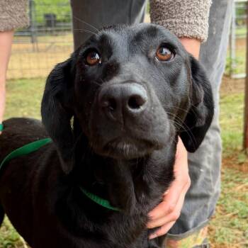 Sabrina -  Black Labrador Retriever and Mixed Breed Dog for Adoption in Riverwoods, Illinois - Sabrina | PetCurious