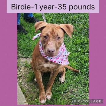 Terrier Dogs Available for Adoption - Birdie | PetCurious