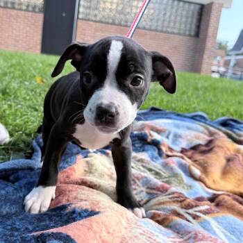 Minced Onion -  Pit Bull Terrier Dog for Adoption in Allentown, Pennsylvania - Minced Onion | PetCurious