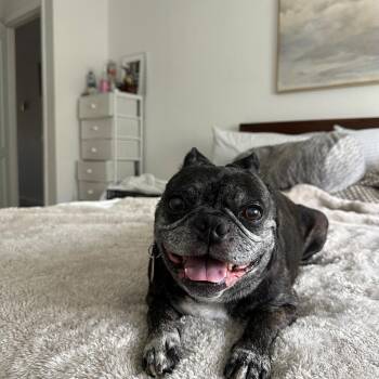 Buford -  Boston Terrier Dog for Adoption - Buford | PetCurious