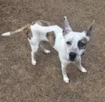 Mixed Breed Dogs Available for Adoption - Milo Moo | PetCurious