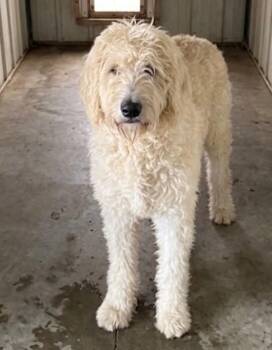 Merle -  Goldendoodle and Mixed Breed Dog for Adoption in Severance, Colorado - Merle | PetCurious