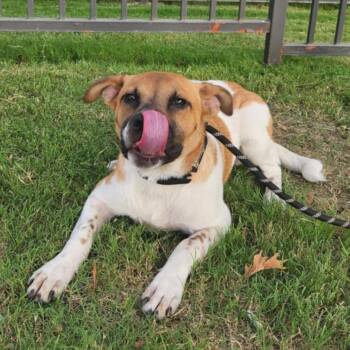 Rescue Cattle Dog and Mixed Breed Dogs for Adoption in Austin, Texas - Tallulah JE | PetCurious