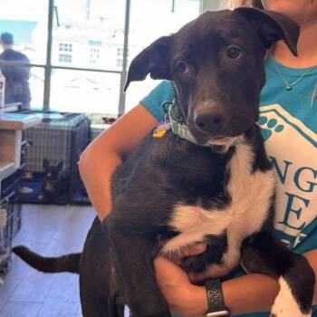 Rocco -  Shepherd and Mixed Breed Dog for Adoption in Tacoma, Washington - Rocco | PetCurious