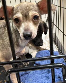 Chihuahua Dogs Available for Adoption in Dripping Springs, Texas - Pearl | PetCurious
