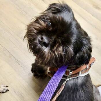 Shih Tzu Dogs Available for Adoption in Hillsborough, North Carolina - Monsta | PetCurious