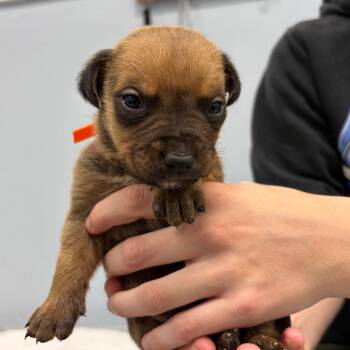 Puppy 3 -  Mixed Breed Dog for Adoption in Milton, Florida - Puppy 3 | PetCurious