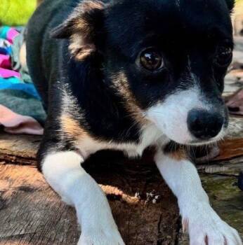 Rosie -  Chihuahua Dog for Adoption in Jackson, Louisiana - Rosie | PetCurious