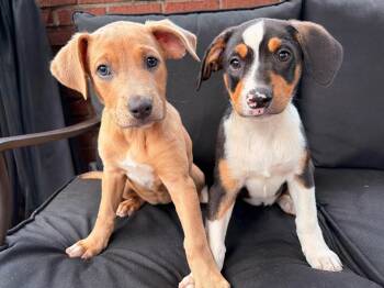 Winnie -  Mixed Breed Dog for Adoption in Riverdale, New Jersey - Winnie | PetCurious