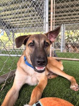 Mixed Breed Dogs Available for Adoption in New York, New York - Peanut  | PetCurious