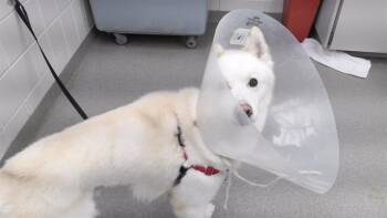 Rescue Siberian Husky and Mixed Breed Dogs for Adoption in Omaha, Nebraska - GRIFFIN | PetCurious