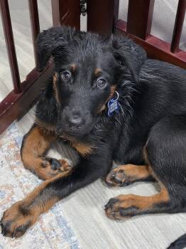 Detroit -  Mixed Breed and Shepherd Dog for Adoption in Las Vegas, Nevada - Detroit | PetCurious