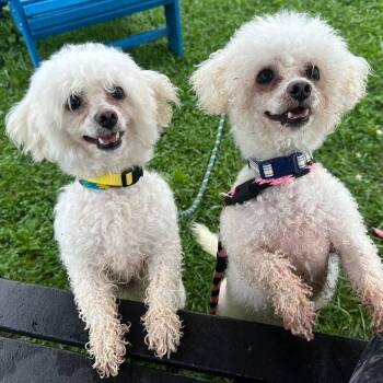 Snowball & Angel - bonded pair -  Bichon Frise Dog for Adoption in Philadelphia, Pennsylvania - Snowball & Angel - Bonded Pair | PetCurious