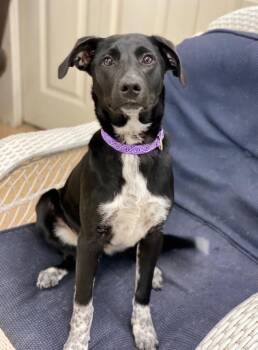 Labrador Retriever Dogs Available for Adoption - Mabel | PetCurious