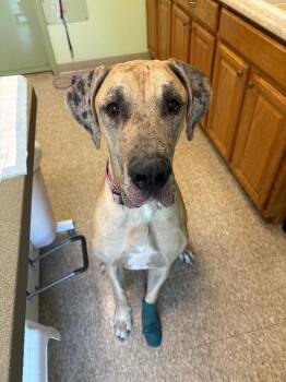 Queenie -  Great Dane Dog Available for Adoption in Warren, Pennsylvania - Queenie | PetCurious