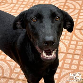 Rescue Labrador Retriever Dogs for Adoption in Washington, District Of Columbia - Sweetie | PetCurious