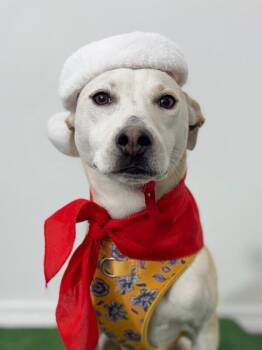 Labrador Retriever and Carolina Dog Dogs Available for Adoption - Tana | PetCurious