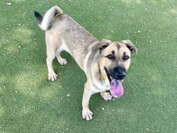 Anatolian Shepherd and Shar Pei Dogs Available for Adoption - Spud | PetCurious