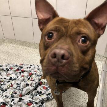 Buck -  Mixed Breed Dog for Adoption in Oak Park, Illinois - Buck | PetCurious