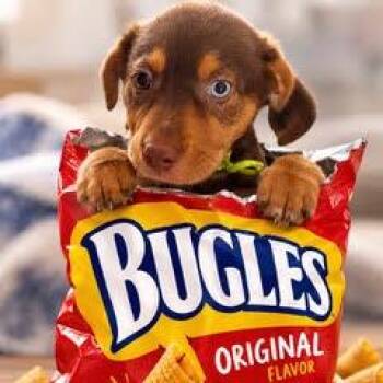 Bugle -  Mixed Breed Dog for Adoption in Green Valley, Arizona - Bugle | PetCurious