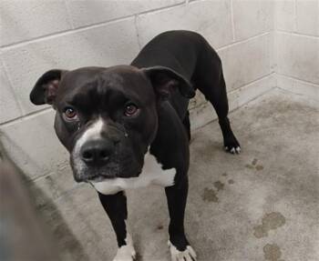 DIAMOND -  Pit Bull Terrier Dog for Adoption in San Bernardino, California - DIAMOND | PetCurious