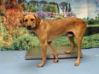 DAGGARD -  Rhodesian Ridgeback Dog for Adoption in Moreno Valley, California - DAGGARD | PetCurious