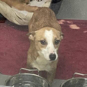 Jack Russell Terrier and Mixed Breed Dogs Available for Adoption - Penny | PetCurious